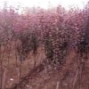 俊翰苗木基地現(xiàn)挖現(xiàn)賣優(yōu)質(zhì)紅葉李 優(yōu)質(zhì)園林綠化樹苗