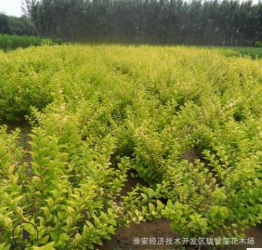 常綠金葉女貞苗基地供應 各種優質園林綠化苗木