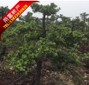 自家花場(chǎng)14-18分造型羅漢松