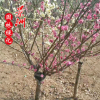 紅梅批發(fā) 嫁接紅梅 綠梅 景區(qū)園林綠化樹各種規(guī)格 基地直銷