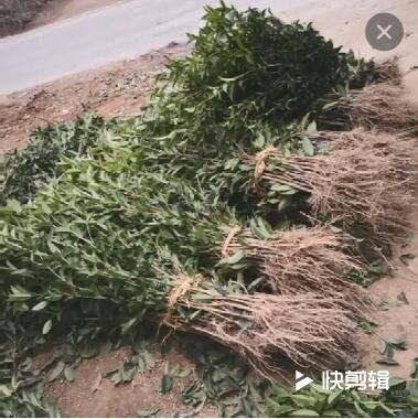 桂花樹苗批發(fā)丹桂狀元紅100-180cm濃香型庭院植物