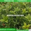 桂花苗 苗木 桂花樹苗丹桂批發 狀元紅50-70cm品種純正