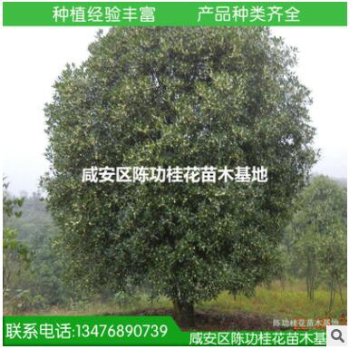 現(xiàn)貨供應(yīng)優(yōu)質(zhì)大桂花樹35公分桂花大樹 八月桂花樹 咸寧桂花樹