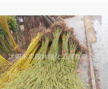 黃金柳 金絲垂柳 垂柳樹苗 垂楊柳樹苗 大小規格齊全 基地直銷