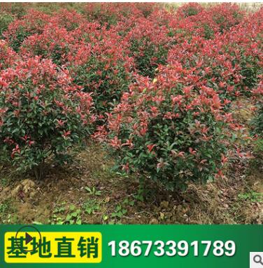 紅葉石楠球 彩色工程園林綠化工程苗木 批發