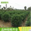 批發色塊小苗 大葉梔子小苗球 色塊綠化 工程苗木 庭院綠化
