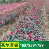 綠化樹苗 工程苗木 供應(yīng)樹狀月季 庭院別墅美化 濃香型
