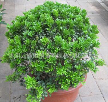 批發家居盆栽植物 芳香花卉 盆栽花卉 米蘭花 盆栽米蘭