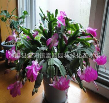 室內多肉植物 蟹爪蘭盆栽 當年開花 蟹爪蓮帶花苞