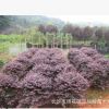 出售精品紅花繼木 紅花繼木毛球 基地直銷價格優惠