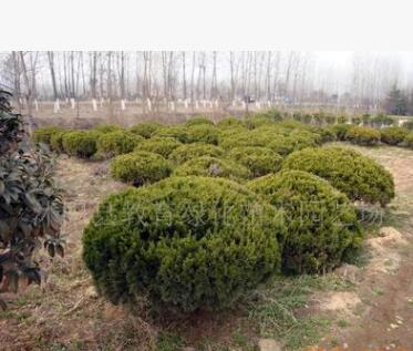 供應苗木大龍柏球工程苗 銷售龍柏球