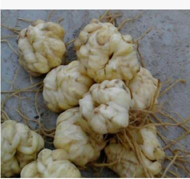 批發食用百合花種球種子 辦公室陽臺花卉綠植物小盆栽百合花種球