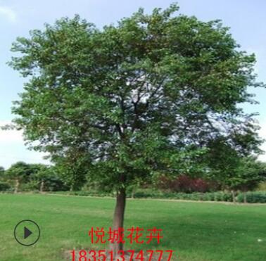 烏桕樹(shù)苗工程綠化苗木色塊綠籬四季常青行道點(diǎn)綴量大從優(yōu)烏桕樹(shù)