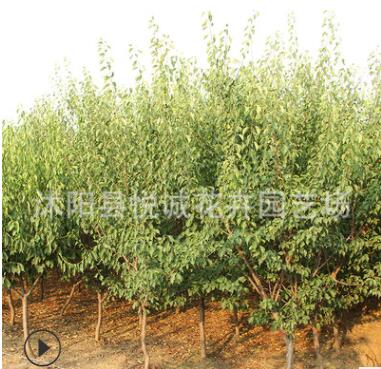 紅梅樹苗園林綠化苗木庭院種植臘梅苗行道點綴色塊綠籬紅梅花樹