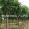 供應白蠟小苗 白蠟樹苗 工程用苗 行道樹 速生白蠟樹苗