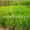 綠化苗木-瓜子黃楊(小葉黃楊)工程專用苗、花卉苗木100起黃楊小苗