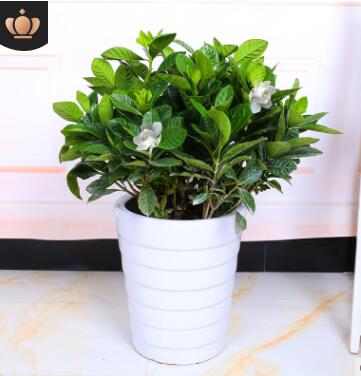 獨桿大葉梔子花盆栽植物濃香型水培叢生梔子花室內四季開花大樹苗