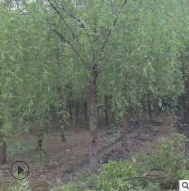 產(chǎn)地直銷垂柳樹(shù)苗 苗木批發(fā) 喬木 綠化風(fēng)景庭蔭防護(hù)樹(shù)