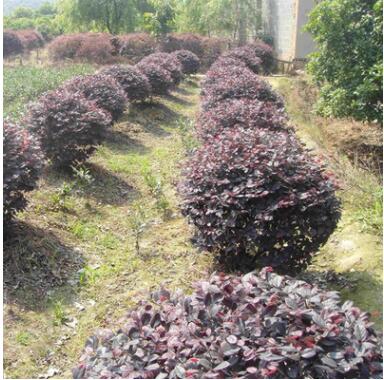基地批發紅花繼木特價供應 紅花檵木盆景 綠化紅花檵木苗量大從優