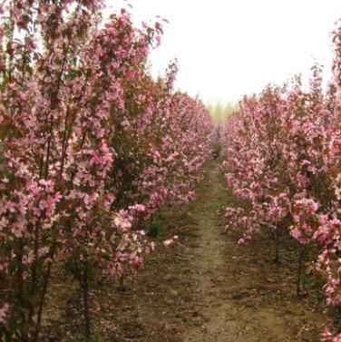 海棠花海棠樹樁海棠盆景木瓜海棠苗當年結果 海棠果