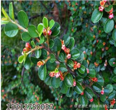 基地平枝栒子苗批發 綠化苗木平枝栒子苗批發 平枝荀子