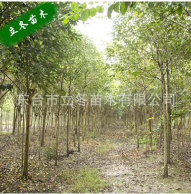 紫薇 癢癢樹 花色鮮艷美麗 紫薇木材堅硬 家具 盆景