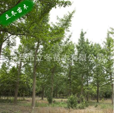 銀杏樹白果樹 增添風(fēng)景 風(fēng)景樹 濕地綠化 背景畫 老壽星