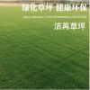 潔苒草坪 百慕大草坪多款可選健康環保