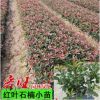 基地直銷紅葉石楠樹苗工程綠化苗木紅葉石楠球高桿紅葉石楠苗批發(fā)