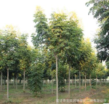 欒樹苗批發(fā)黃山欒樹園林工程綠化苗木行道防護樹