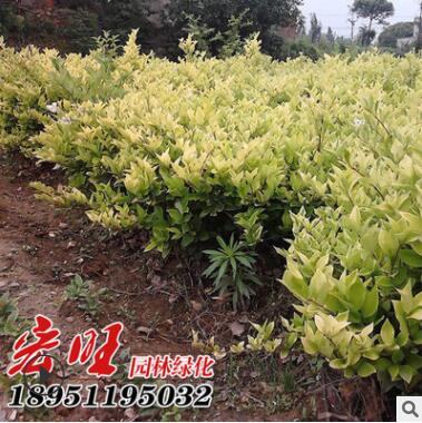 基地供應金森女貞球 30-150cm金森女貞球綠化苗木工程苗規格齊全