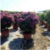 基地供應紫色三角梅球盆栽 三角梅造型園林風景綠化植物盆栽批發
