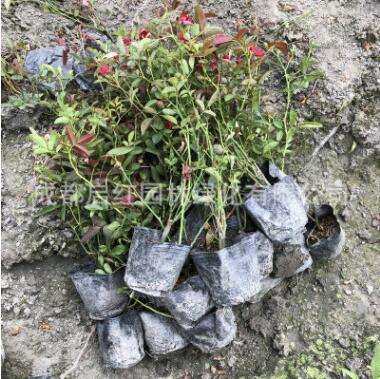 豐花月季 庭院綠化觀花月季花 盆栽花卉植物陽臺庭院