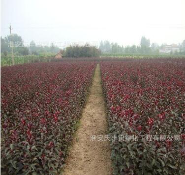 苗圃園林綠化苗木樹苗 紫葉李種苗 紅葉李小苗