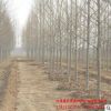 基地批發(fā)速生法桐 園林綠化苗木常綠喬木觀葉植物 優(yōu)質(zhì)法桐樹苗