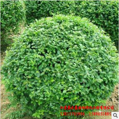 基地直銷小葉女貞球 花壇色塊綠籬 常綠灌木 工程籬笆 小葉女貞球