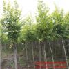 精品金葉榆基地批發 工程綠化苗木 彩葉行道風景樹