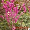 批發叢生紫荊 工程綠化苗木 滿條紅 庭院園林觀賞花卉 紫荊花樹苗