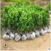 批發法國冬青苗 工程綠化樹苗 四季常青 籬笆圍墻冬青苗床苗直銷