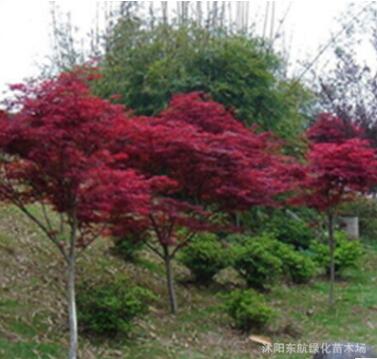 直銷批發工程苗木中國紅楓苗 紅楓樹苗 園林綠化苗木