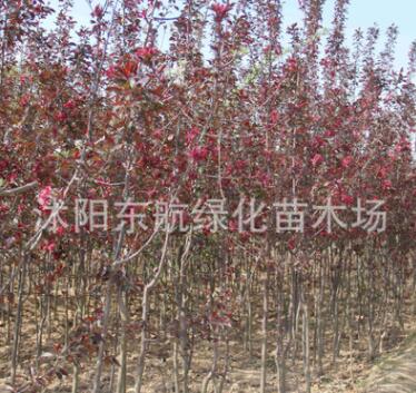 批發紅寶石海棠 西府海棠樹苗 3至5公分紅寶石.西府海棠樹苗