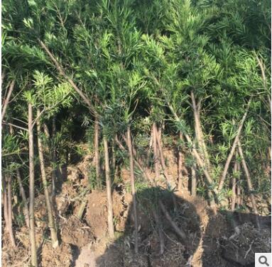 批發(fā)出售地徑2公分左右羅漢松苗 地栽羅漢松 帶土球苗高1米以上