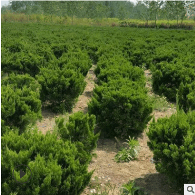 安徽基地龍柏球 龍柏苗 北京園林綠化苗木 小龍柏球 規格齊全