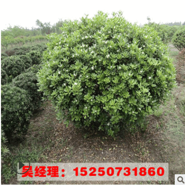 供應(yīng)工程綠化海桐球樹苗規(guī)格齊全 山東工程綠化苗 海桐苗貨源足