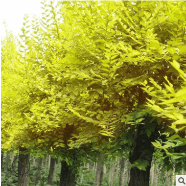 基地供應(yīng)金葉榆 金葉垂榆 高嫁接 矮嫁接 金葉垂榆小苗 規(guī)格齊全