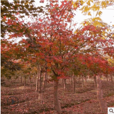 基地批發(fā)五角楓大樹 五角楓樹苗 五角槭樹苗 規(guī)格齊全量大優(yōu)惠