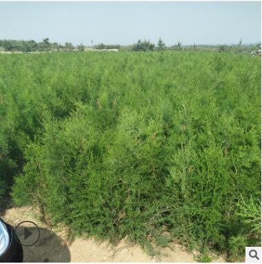 側柏小苗基地熱賣直銷抗寒抗凍側柏小苗易管理低價批發側柏小苗