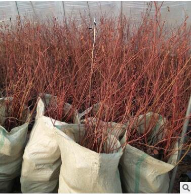 藍莓小樹苗山東基地熱銷薄霧藍莓樹苗品種純正豐產穩豐藍莓樹苗