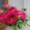 批發芍藥鮮切花 家庭花瓶插花 鮮花藝術欣賞 歡迎預定 團購價格