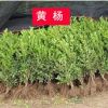 批發(fā)綠化小苗 瓜子黃楊苗 綠籬苗 瓜子黃楊球 小葉黃楊 綠化工程